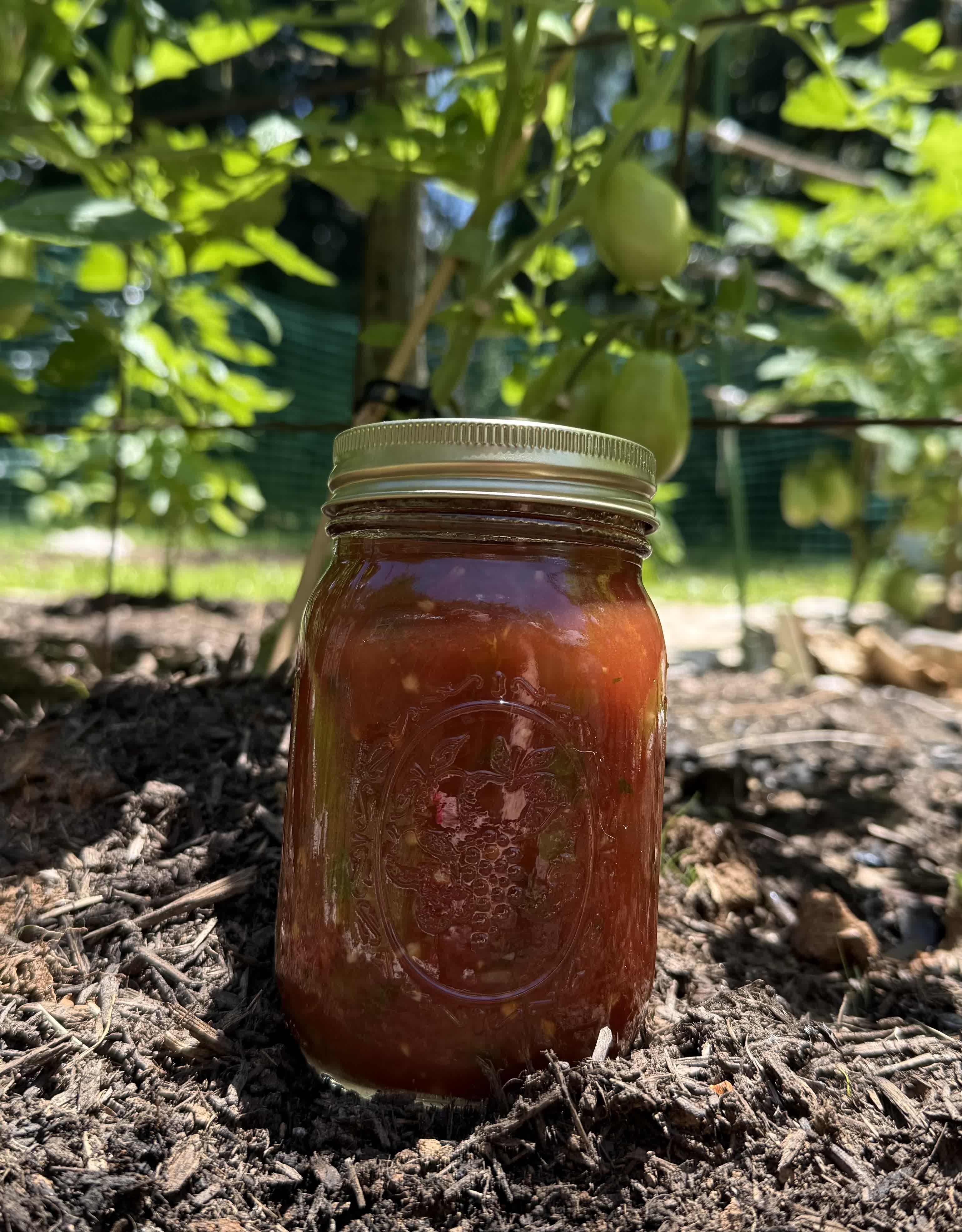 A jar of Big Momma Salsa in a tomato garden